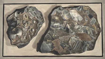 Pezzo di marmo composto da frammenti di vari tipi di marmo trovati nella Fossa Grande, Tavola XXXXVII: da 